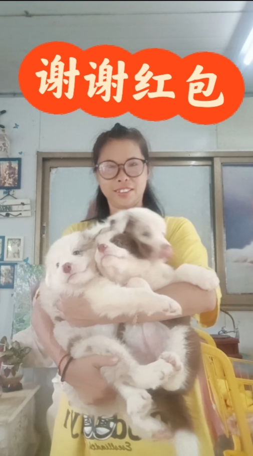自家专业犬舍繁育的红陨石边牧咖啡色边牧。